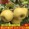 Товары от 桃元帅旗舰店