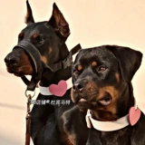 Собачья собачья круг круг злой мечта Сладкая аксессуары мечта