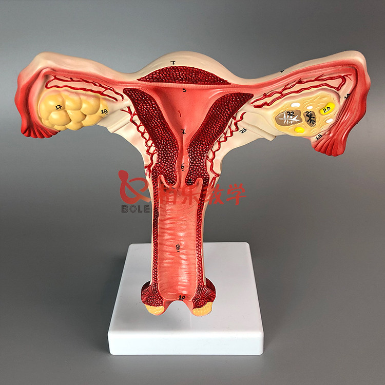 女性正常子宫解剖模具模拟卵巢人体阴道教学模型内生殖器官标本