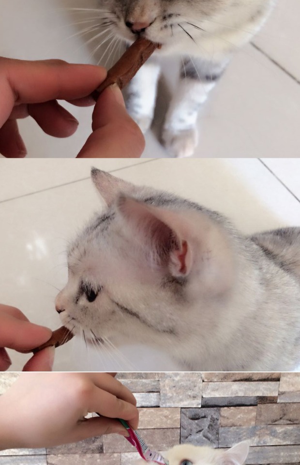 Malt Bear Wei Ta Kraft Vitakraft Cat Cat Cat Cat Cat Snacks Miệng Mèo Thịt khô 4 - Đồ ăn nhẹ cho mèo cám royal canin