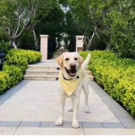 Треугольная маленькая желтая утка