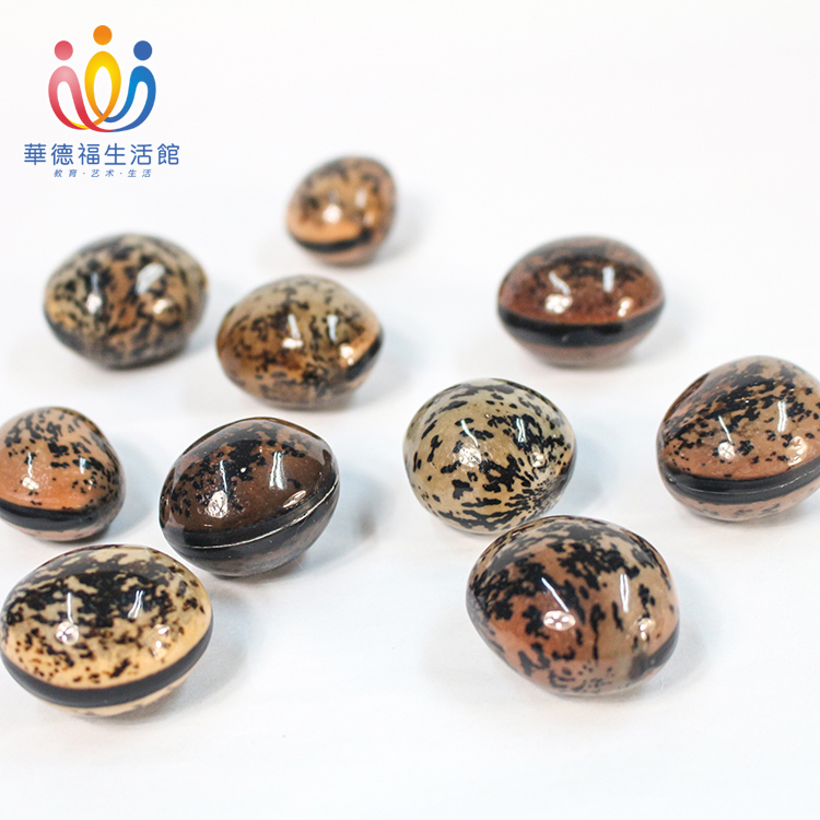 Ward Foosheng Live Museum Wood Fish Fruit Bodhi Natural Tree Seed Kindergarten Children Play in Ward Fotoys