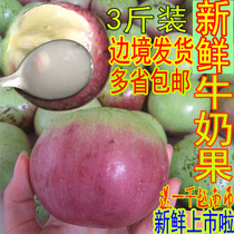 Vietnamese variety milk fruit Tropical fresh fruit Venus fruit Star Apple baby pregnant woman moon fruit 3 pounds