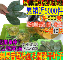 Soursop Dried Leaf Tea Red Durian Dried Leaf Tea Graviola leaf soursop leaf 1 catty