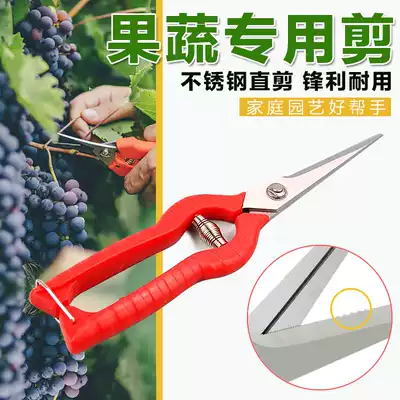 Imported fruit scissors, fruit and vegetable buds, scissors, flower picking, fruit pruning, gardening, fruit cutting, garden picking and shearing