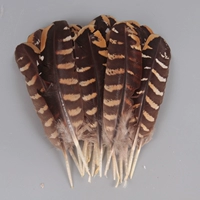 5 кусочков молотых перьев куриного гнезда