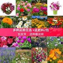 Cosmos Seeds Sunflower Seeds Easy to Live Balcony Courtyard Hui Causa Greening Outdoor Zinnia Flower Species Short Pole