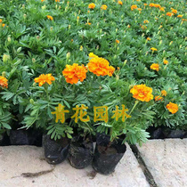 Small chrysanthemum seed peacock grass seed Red Yellow easy to live potted plant seedlings green flower seed outdoor courtyard balcony