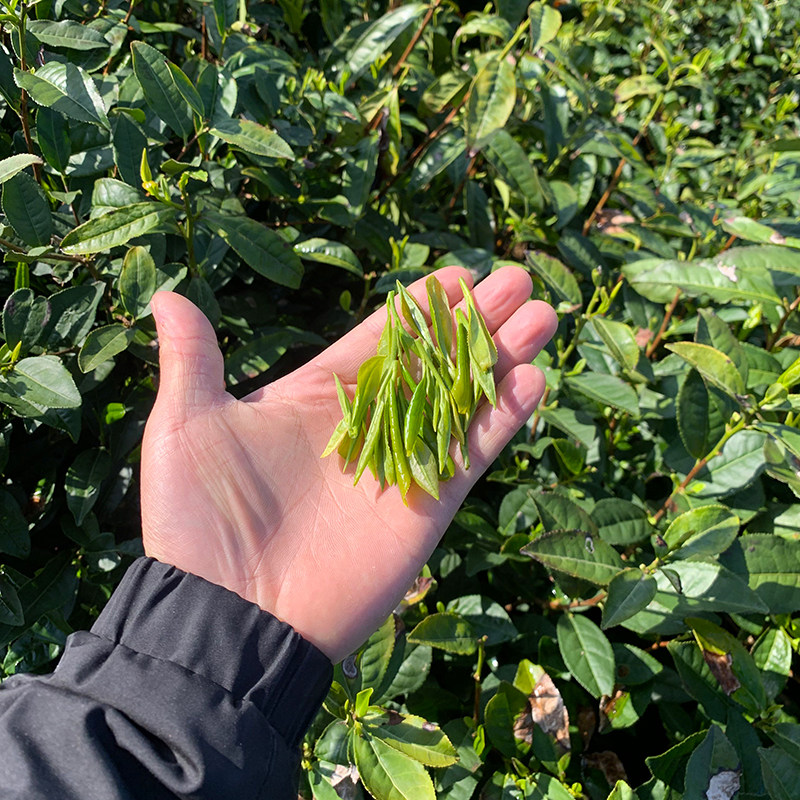 黄茶按鲜叶老嫩不同分为三大类,小白必看!绝绝子的茶文化科普,让你瞬间变成茶界老司机!-黄茶-淘宝百科网