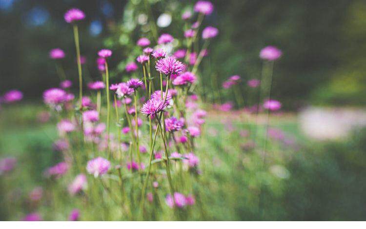 Объектив ребенок Lensbaby Sol 45 Ось сдвига фиксированное фокусное расстояние наклон объектив .      