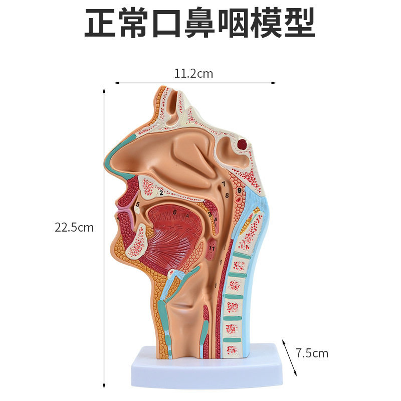 吞咽鼻咽口腔喉模型医学正常鼻咽口腔喉模型口鼻咽喉矢状切面模型