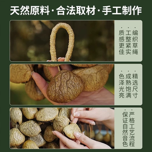 卡杜斯 Индонезийский ореховый колокольчик