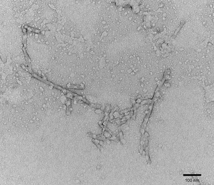 Recombinant Human Tau K18 Human Recombinant Protein Mutant Human Tau Protein 10ug