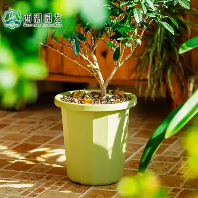 New product IRIS multi-edge long bowl resin flower pot thickened chlorophyll golden ge balcony vegetable basin creative simple round