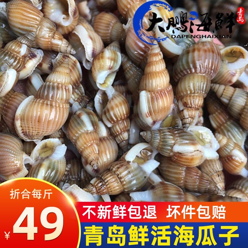 Haigua seeds Fresh sea snails fresh sea cone thin shell Qingdao specialty super large fresh seafood aquatic shells