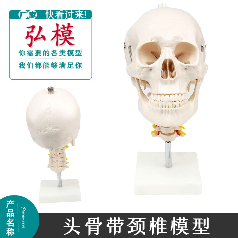 弘模人体头骨颅骨带颈椎模型 枕骨颅骨模型骨科医患沟通神经模具