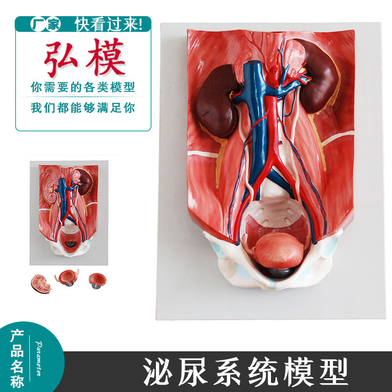 弘模人体泌尿系统模型男女性泌尿教学模具肾脏模型膀胱模具