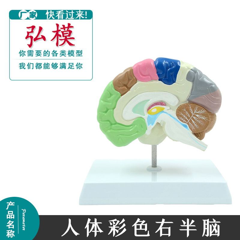 弘模大脑模型 脑模型 人体右半脑功能区模型 人脑模型 医用 彩脑