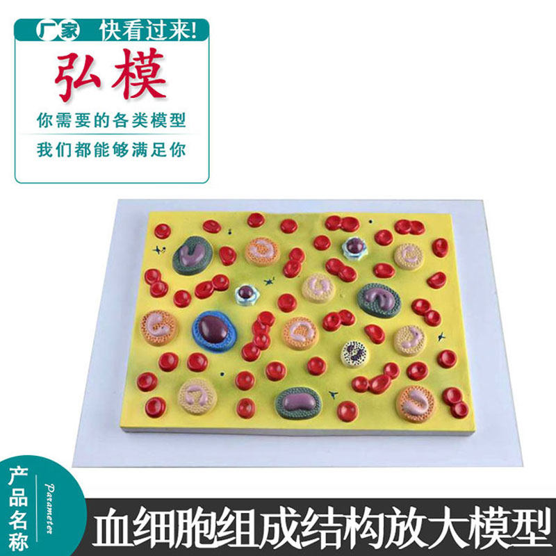 人体血细胞放大模型血液病理生理教学模具血细胞组成结构展示模型