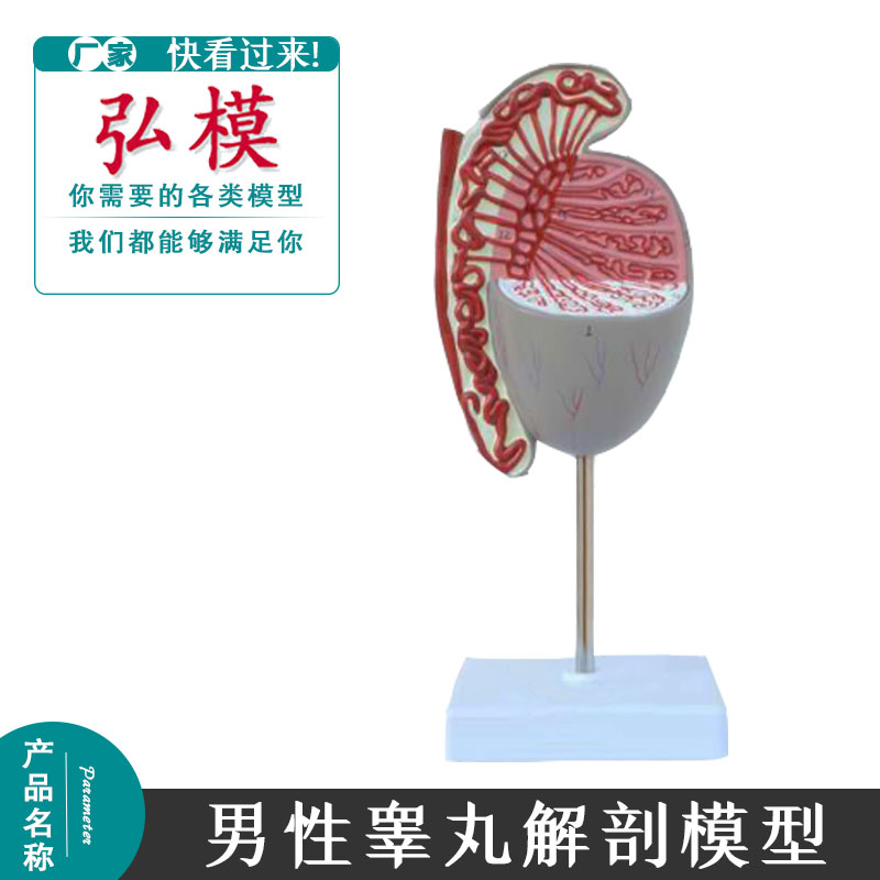 睾丸模型睾丸结构生殖泌尿科男科婚育健康指导模型男性生殖器