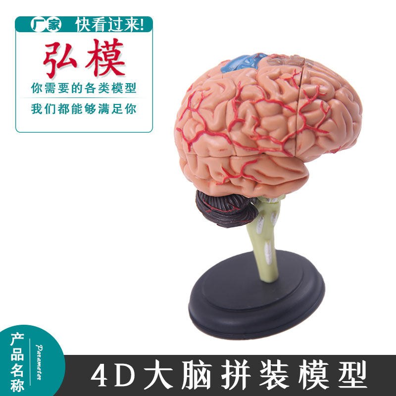 4D大脑拼装模型人体器官教学模型 医用教具14岁以上益智玩具