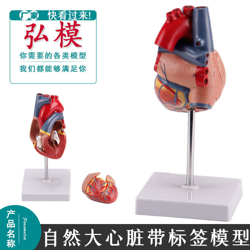 弘模1:1人体心脏模型B超彩超声医学心内科心脏解剖示教学模型