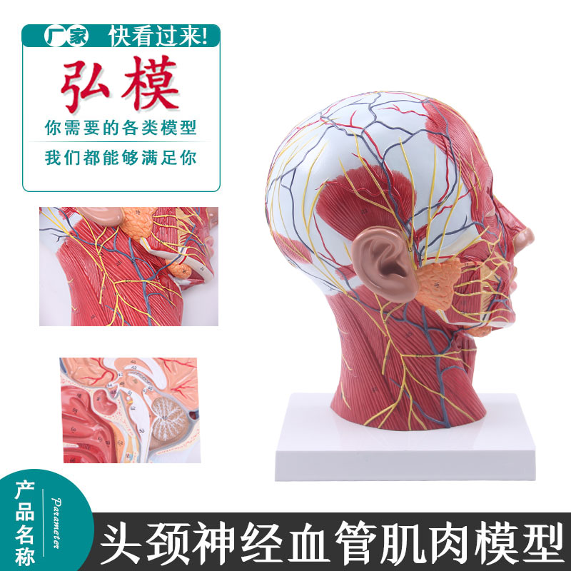 弘模头颈浅表神经模型血管肌肉解剖模型头部带血管解剖美容模型