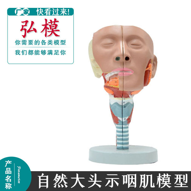 咽肌模型 喉解剖模型 咽喉模型 口鼻模型 舌肌 解剖 头模型