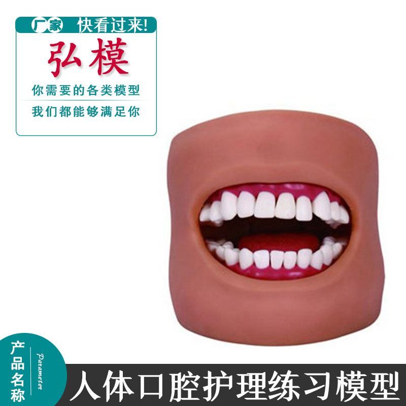 人体口腔护理练习模型 牙齿训练带脸颊模具 成人全口牙护理保健