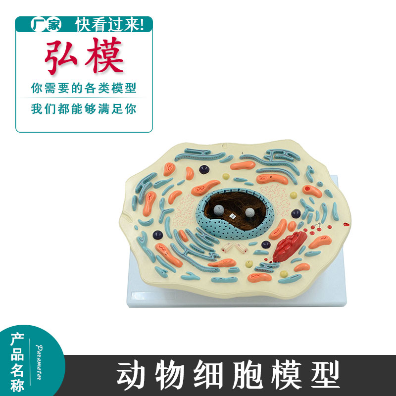 动物细胞模型细胞显微结构解剖模型细胞教学教具生物教学细胞结构