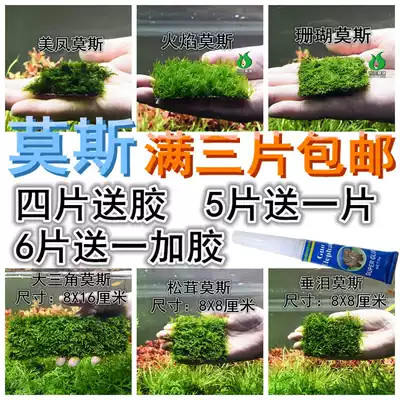 Water plant Moss Water plant Negative water plant Flame Moss Meifeng Moss Coral Moss Weeping Moss floating water plant