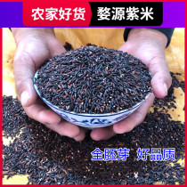The New Purple Rice Full Germ Purple Rice 5 Catty By The Source Of The New Purple Rice
