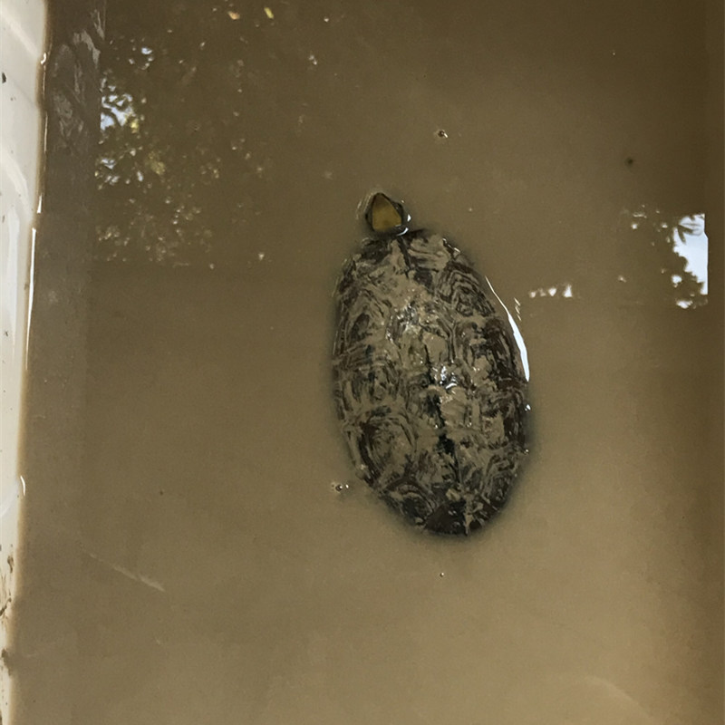 Yellow mud turtle winter artifact Mud water winter hibernation mud wet soil prevention rot skin rotten armor Natural mud water turtle