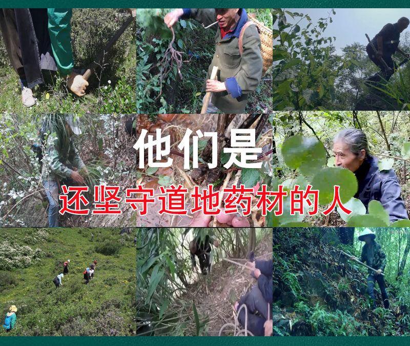 Bai Zhu Slices (Atractylodes macrocephala) — Sulfur-Free Bran-Fried Food Herb, 500g overview