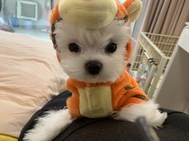 Teddy teacup Bo Bo Mei winter dog clothes dog dog Tigers cross-dressing pet cross-dressing
