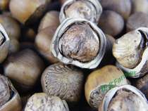 Wild hill hazelnut 2022 new cargo northeast Jilin large particle skin full 500g to take two send pliers
