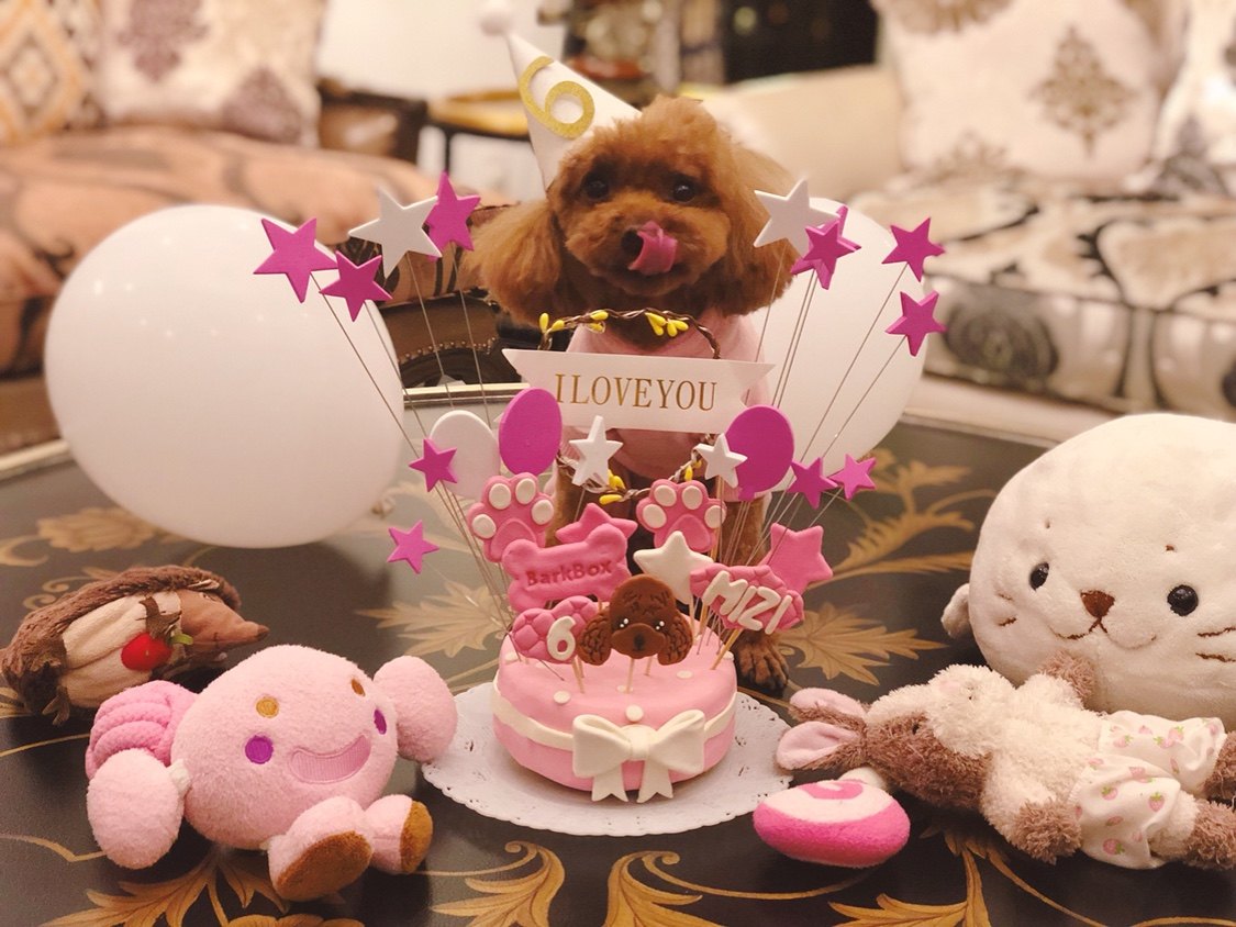 BarkBox Pet Cake Birthday Dog Pet Birthday Cake Homemade Cat Birthday Cake Cat