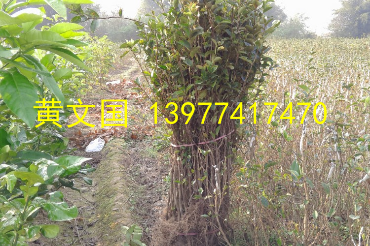 软枝油茶实生苗大苗,软枝油茶实生苗,***茶嫁接砧木