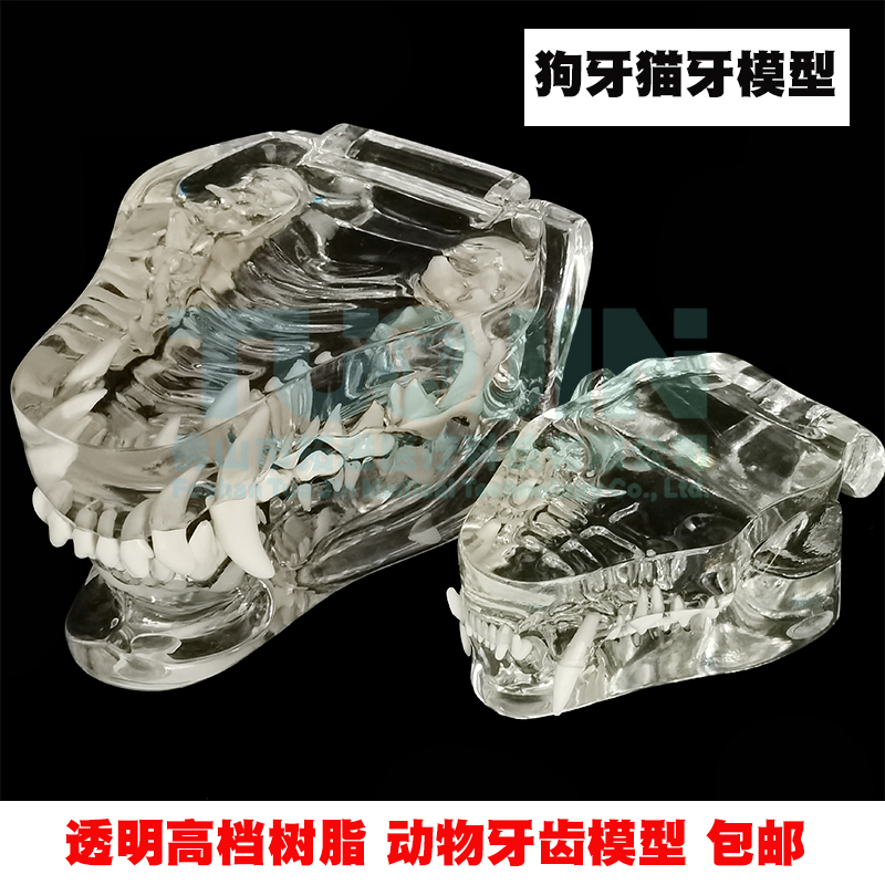Pet Dental Model Dog Teeth Cat Teeth Oral Cavity Canine Teeth Feline Head Rabbit Head Teaching Demonstration Animal Simulation Mold Veterinary