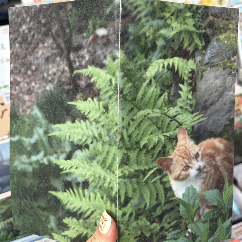 Shiny Sand Special Paper Tn Notebook | The Cat of Lushan Warm-Colored Large-Sized Travel Notebook