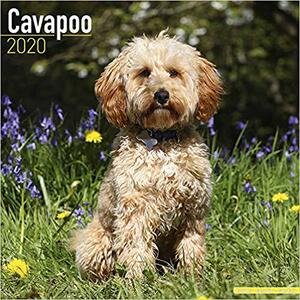 【预售】Cavapoo Calendar 2020
