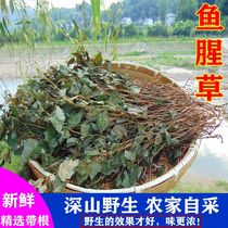 Houttuynia cordata tea whole with roots wild fresh soaked in water for tea dry goods special grade Chinese herbal medicine folded ears roots dried in the sun