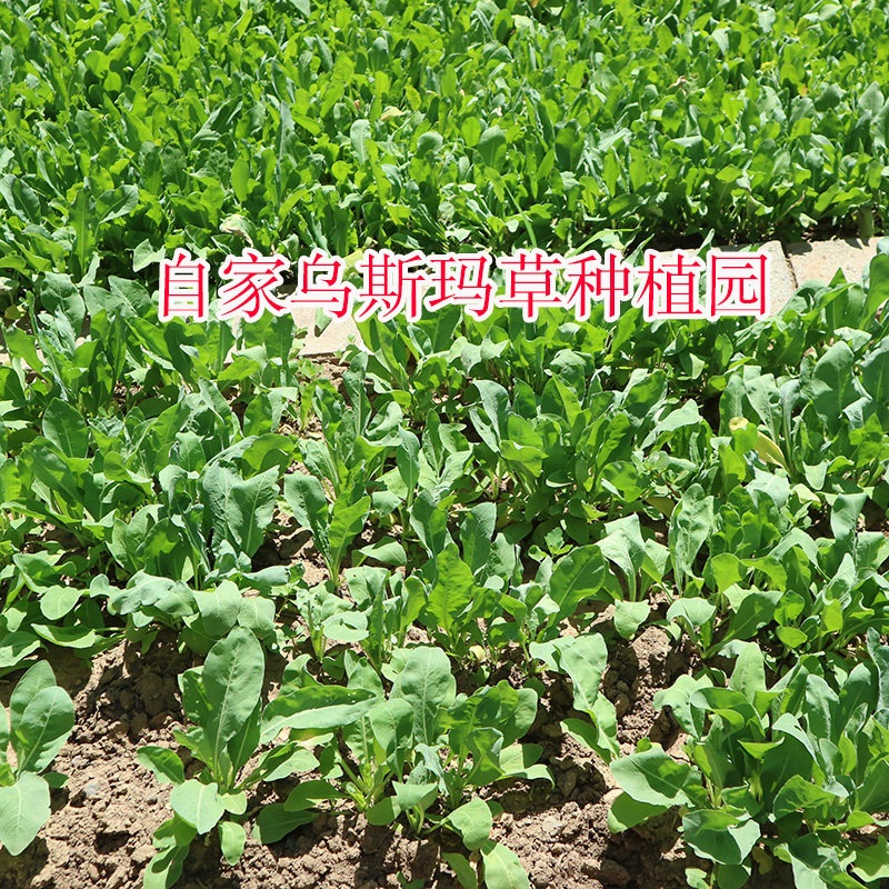 新疆乌斯玛草汁草棒怎么用才不翻车?新手保姆级教程来咯!_眉笔_淘宝美妆网