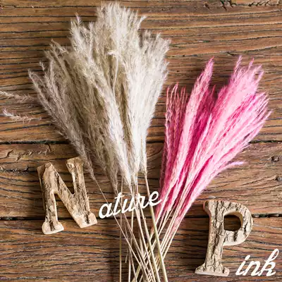 JK Mu space literary INS style pink Primary Color Air-dried natural reed flower decoration shooting Hay props