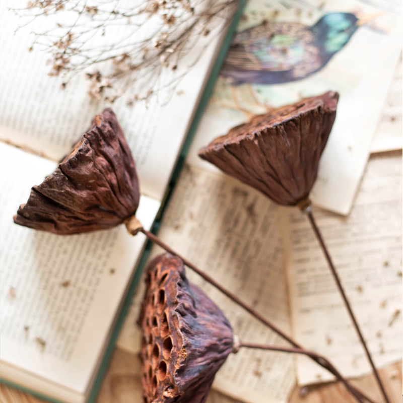 JK Muspace American Renaissance Natural Dry Lotus Head Band Band Flower Decorated Vase Dry Flower Bouquet