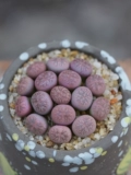Caiyan Jade Polysone Raw Stane Flower Ass Цветочный камень цветочный мясо мясной растение Мясо