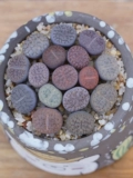 Сочный каменный каменный камень цветочный камень цветок цветочный камень цветочный мясо мясо сочное растение