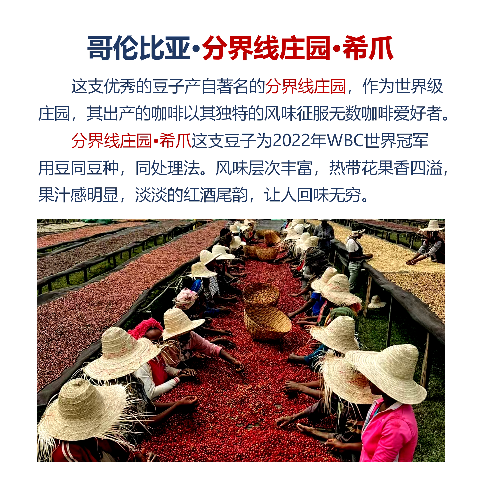 厌氧日晒黑科技，哥伦比亚分界线庄园希爪单品咖啡豆，唤醒你的味蕾！-咖啡豆-淘宝好物网