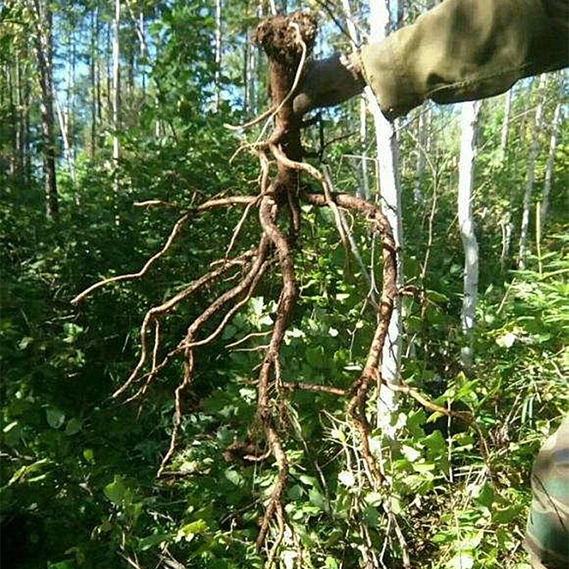 Long white Mountain wild milk vetch 500g Tite grade of the Chinese herbal medicine Traditional Chinese herbal medicine without sulphur gift box for extra-large old film-Taobao