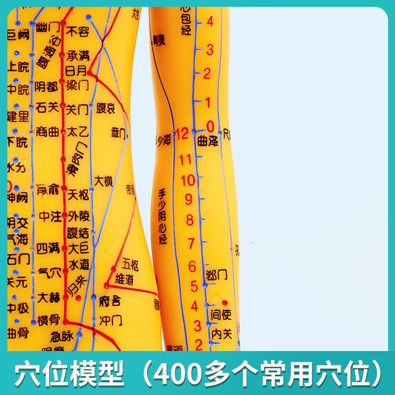中医针灸穴位图人体模型50cm男女全身十二经络小皮人针灸穴位模型